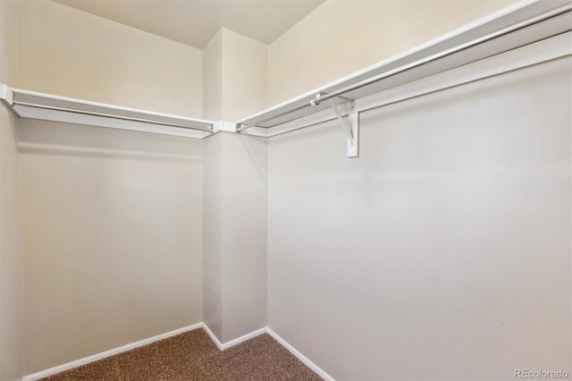 walk in closet featuring carpet flooring