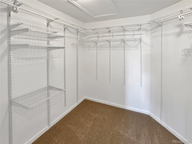 2180 Trailblazer Way, Castle Rock, CO 80109 - spacious closet featuring carpet flooring and attic access