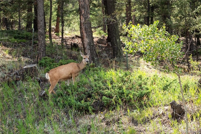 518 Conifer Dr, Bailey, CO 80421 - view of undeveloped land