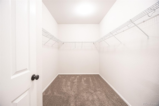 walk in closet featuring carpet floors