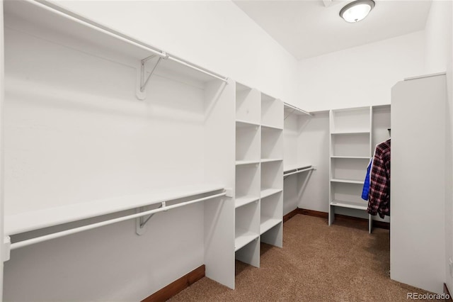 spacious closet featuring carpet flooring