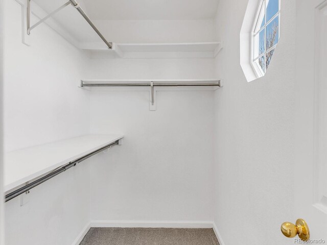 walk in closet featuring carpet flooring