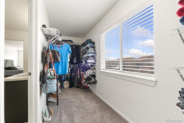 walk in closet with carpet flooring