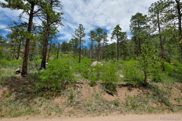 5975 Wellington Rd, Cascade, CO 80809 - view of woods