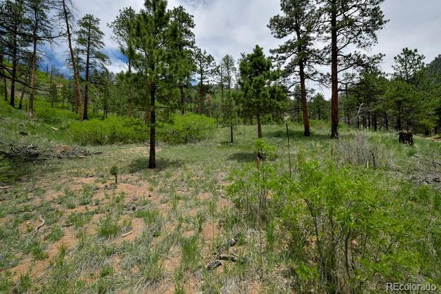 5975 Wellington Rd, Cascade, CO 80809 - view of wooded area
