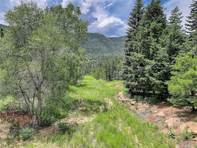5975 Wellington Rd, Cascade, CO 80809 - mountain view with a heavily wooded area