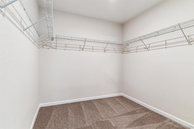 spacious closet with carpet flooring