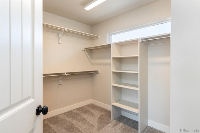 101 Wake St, Frederick, CO 80530 - walk in closet featuring carpet floors