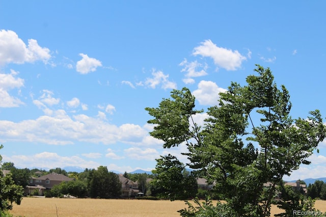 view of local wilderness