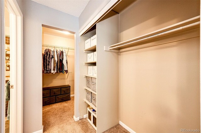walk in closet featuring carpet flooring