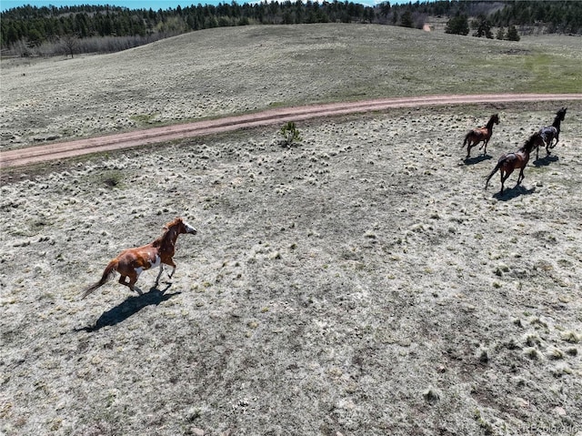 777 Deerview Dr, Florissant, CO 80816 - exterior view