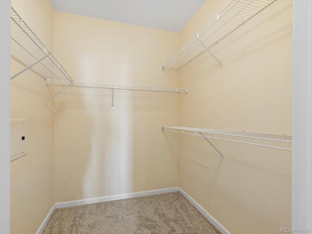 spacious closet with carpet floors