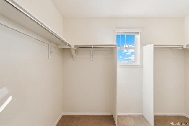 spacious closet with carpet flooring