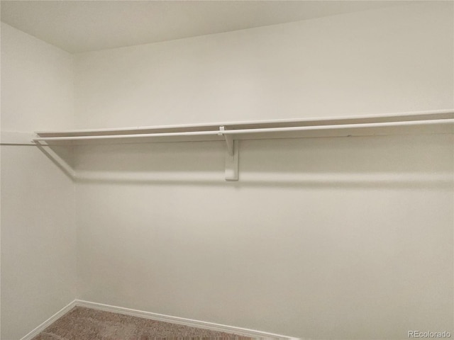 walk in closet featuring carpet floors