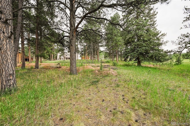 220 Wildrose Ct, Woodland Park, CO 80863 - photo 9