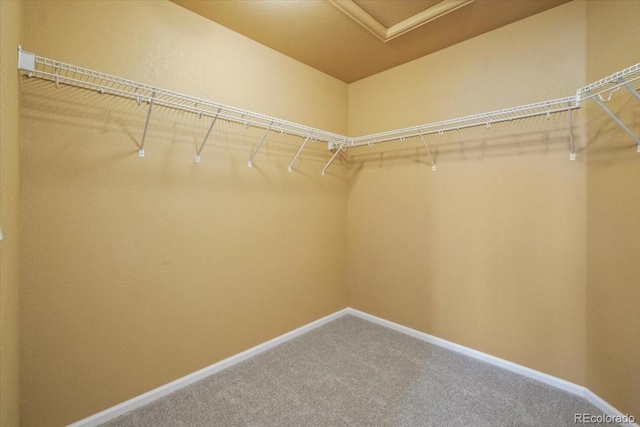 walk in closet featuring carpet floors