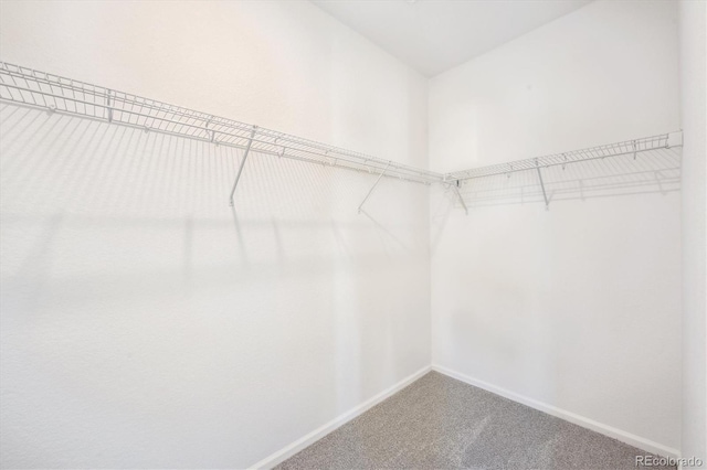 spacious closet featuring carpet floors