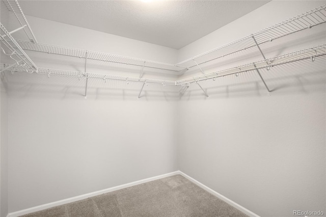 walk in closet with carpet