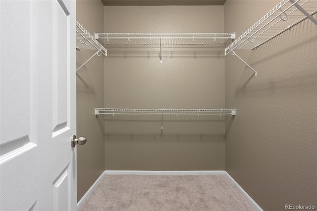 walk in closet with carpet floors