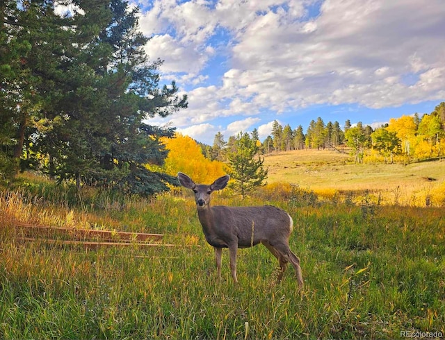 10858 Norton Ave, Conifer, CO 80433 - view of local wilderness