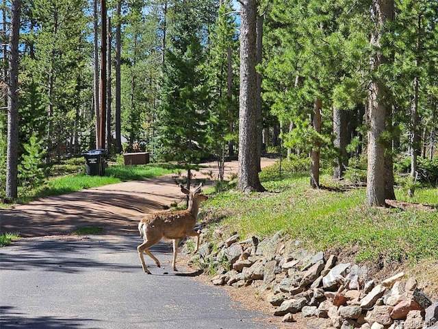 10858 Norton Ave, Conifer, CO 80433 - view of property's community
