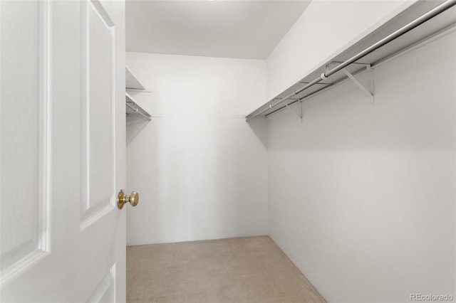 spacious closet featuring carpet floors