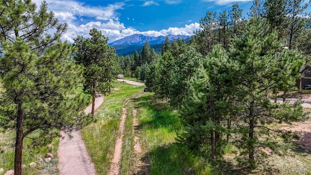 1075 S Woodland Ave, Woodland Park, CO 80863 - photo 36