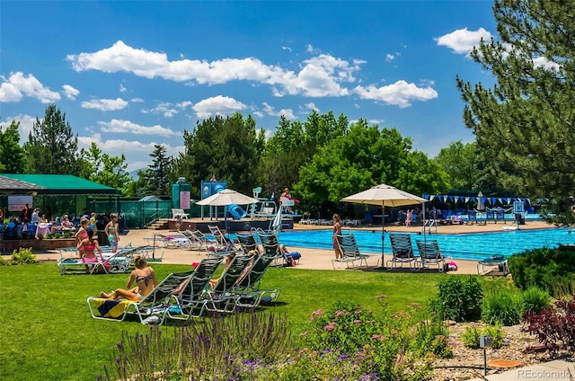 view of swimming pool with a yard