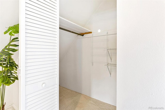 spacious closet featuring carpet flooring