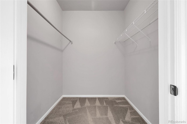 spacious closet featuring carpet floors
