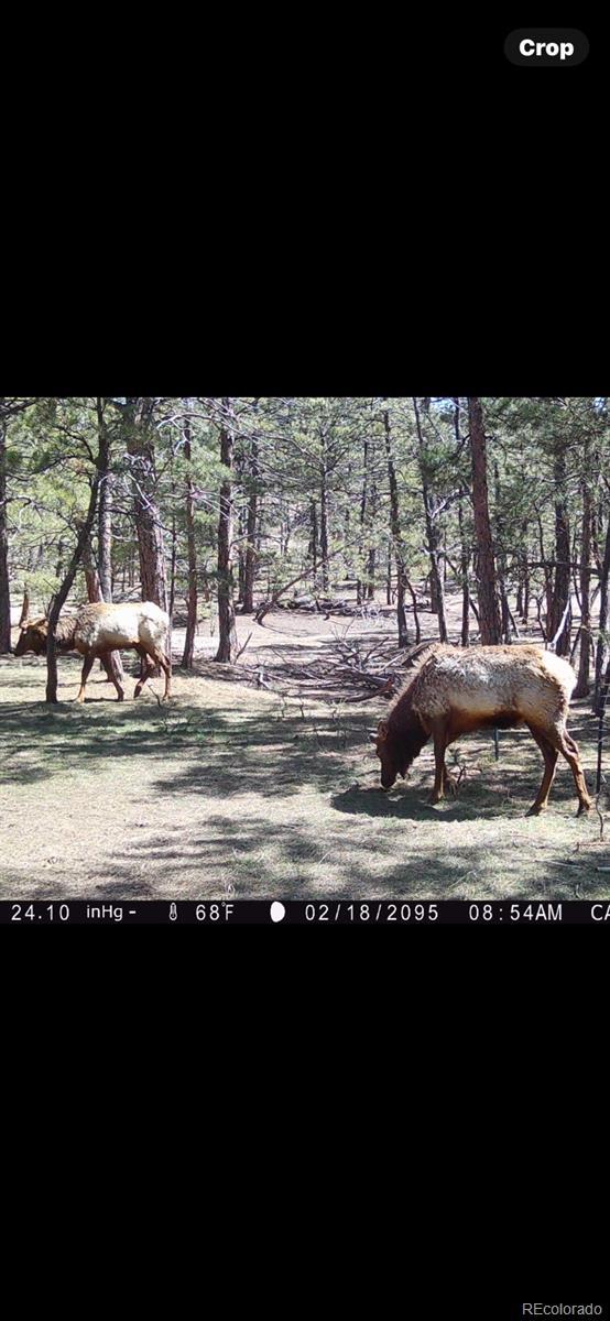 23967 High Timber Ln, Agate, CO 80101 - photo 42