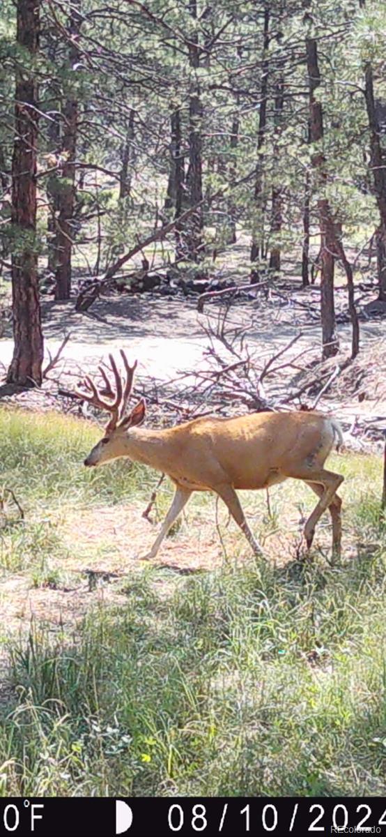 23967 High Timber Ln, Agate, CO 80101 - photo 48