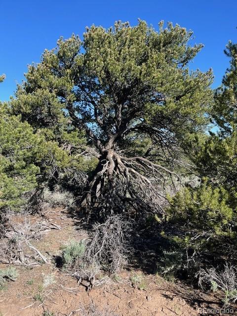 LOT4 Elk Park Rd, San Luis, CO 81152 - photo 24