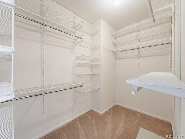 spacious closet featuring carpet