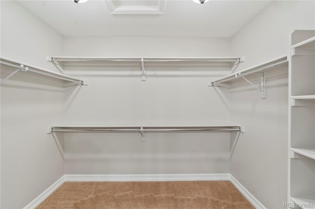 walk in closet featuring carpet floors