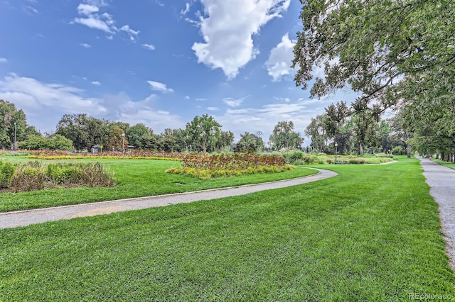 view of community featuring a yard