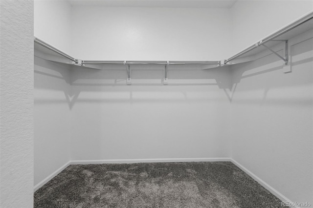 walk in closet with carpet floors