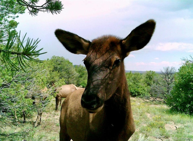 County Road 521, Walsenburg, CO 81089