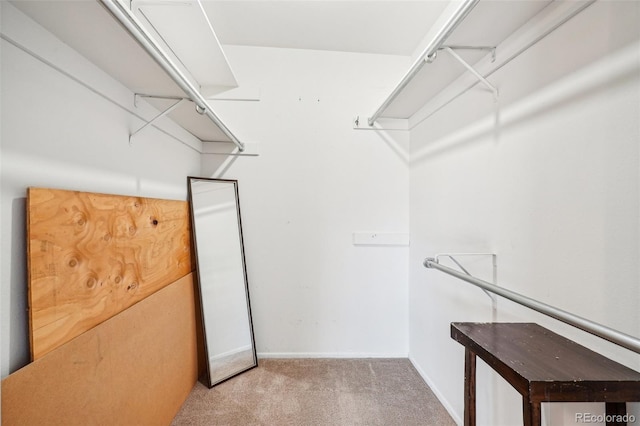 spacious closet featuring carpet floors