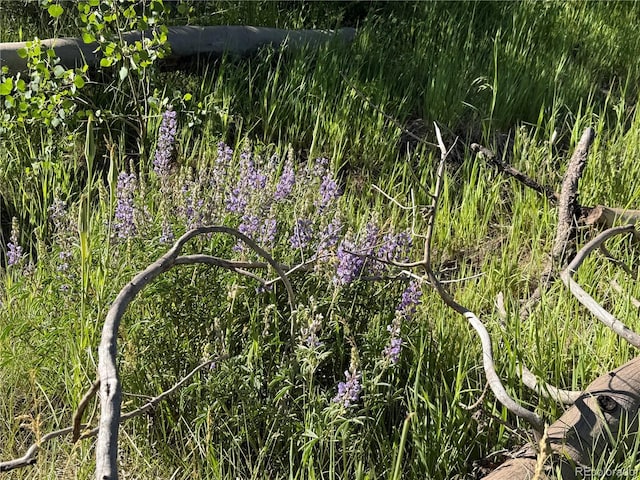 LOT775 Forbes Park Rd, Fort Garland, CO 81133