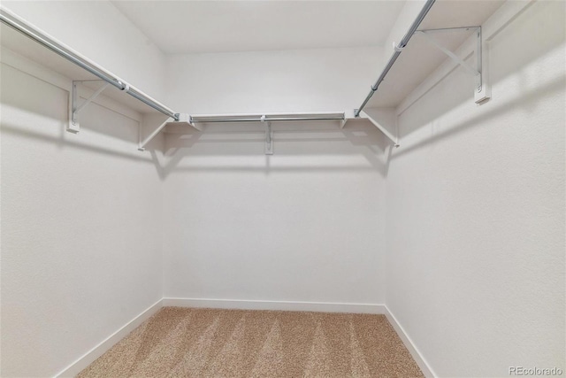 spacious closet featuring carpet flooring