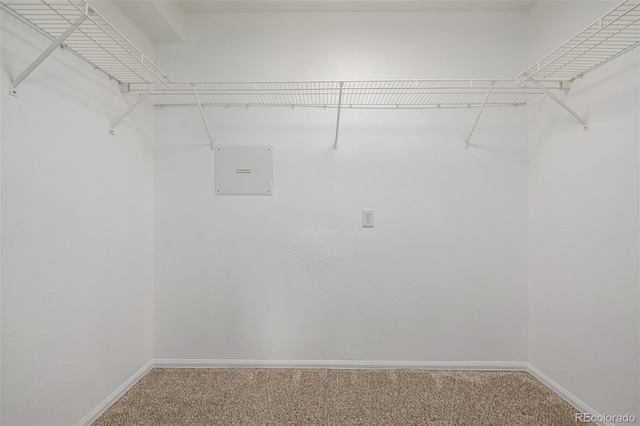 spacious closet featuring carpet floors