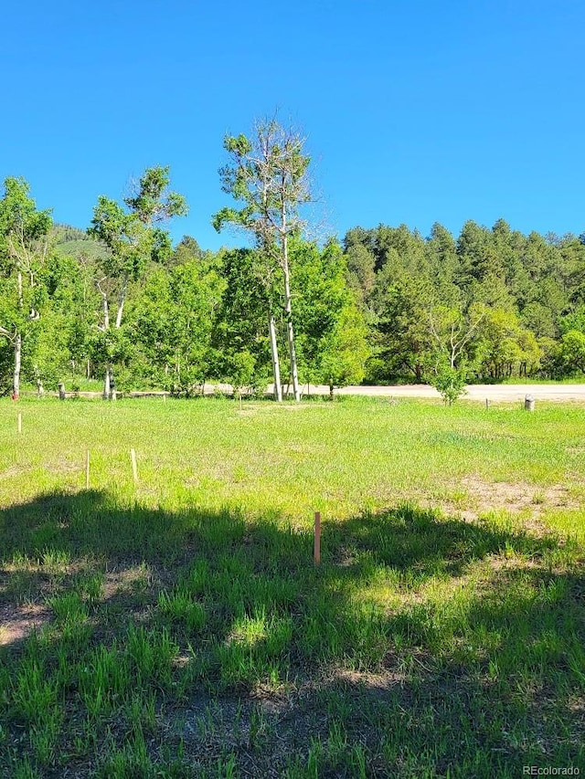 view of yard featuring a forest view and a rural view