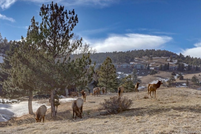 view of local wilderness with a rural view