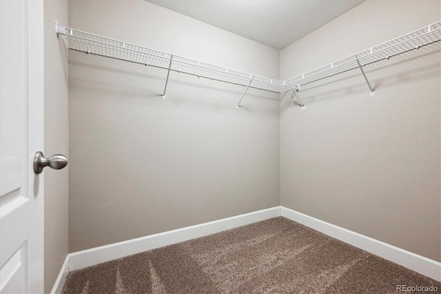 spacious closet featuring carpet flooring