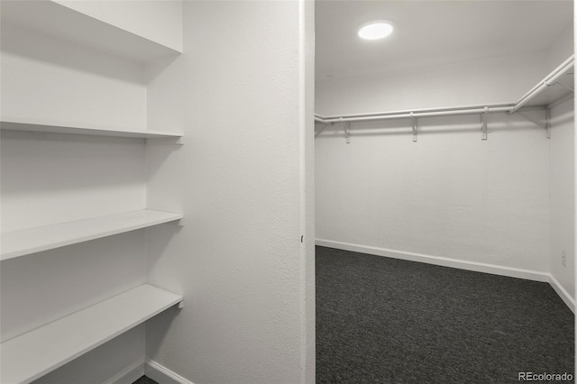 walk in closet featuring carpet floors
