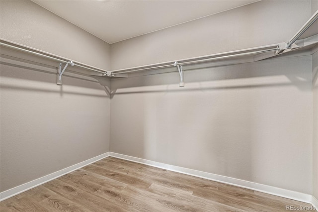 1743 Floret Dr, Windsor, CO 80550 - photo 26