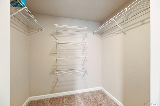 spacious closet featuring carpet