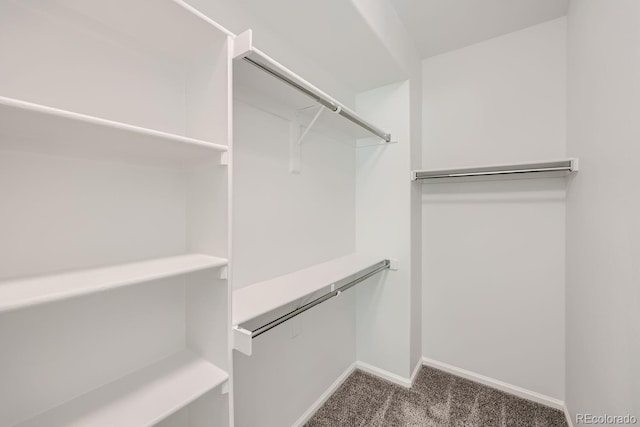 walk in closet with carpet floors