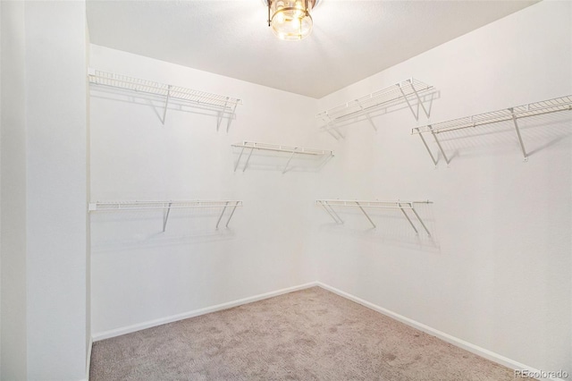 spacious closet featuring carpet floors